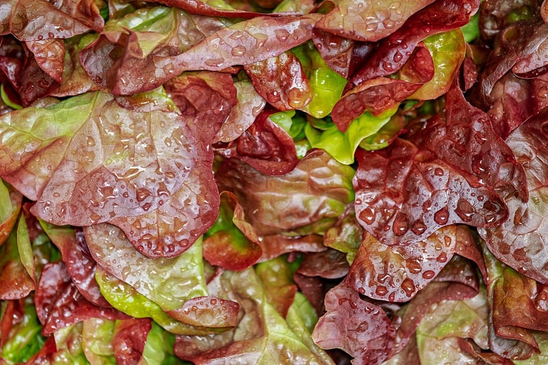 Gourmet Salad